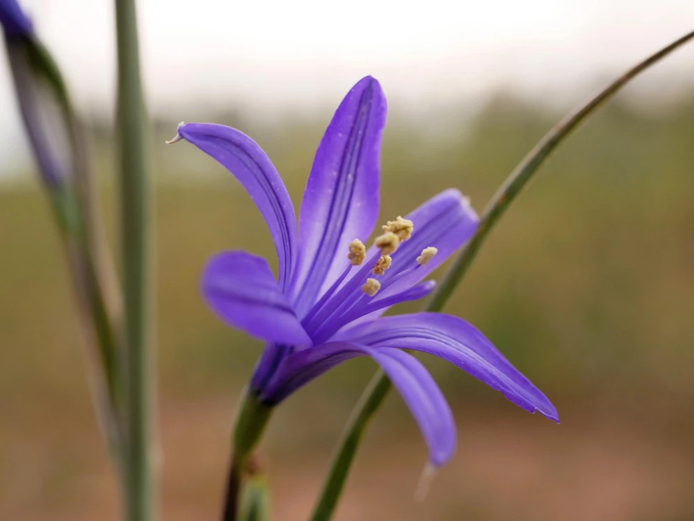 Siberian Blue Lily Seeds - 10 Count, Ixiolirion Tataricum, Pale Blue Flowers - Image 13