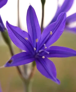 Siberian Blue Lily Seeds - 10 Count, Ixiolirion Tataricum, Pale Blue Flowers - Image 2