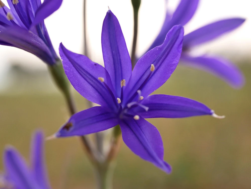 Siberian Blue Lily Seeds - 10 Count, Ixiolirion Tataricum, Pale Blue Flowers - Image 2