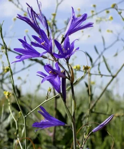 Siberian Blue Lily Seeds - 10 Count, Ixiolirion Tataricum, Pale Blue Flowers - Image 3