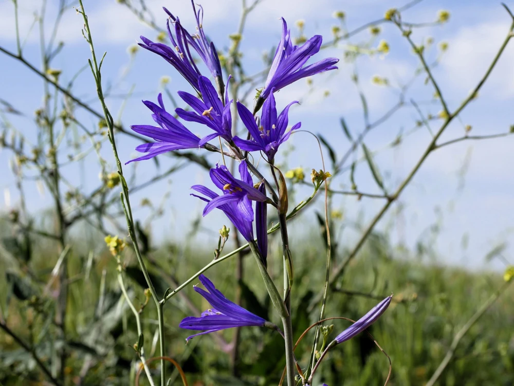 Siberian Blue Lily Seeds - 10 Count, Ixiolirion Tataricum, Pale Blue Flowers - Image 3