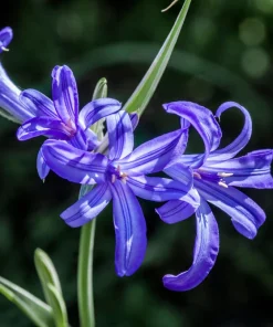 Siberian Blue Lily Seeds - 10 Count, Ixiolirion Tataricum, Pale Blue Flowers - Image 4