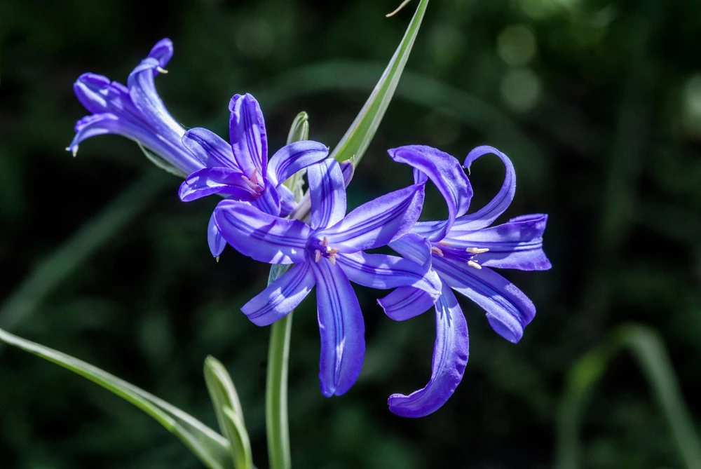 Siberian Blue Lily Seeds - 10 Count, Ixiolirion Tataricum, Pale Blue Flowers - Image 4