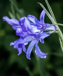 Siberian Blue Lily Seeds - 10 Count, Ixiolirion Tataricum, Pale Blue Flowers - Image 5