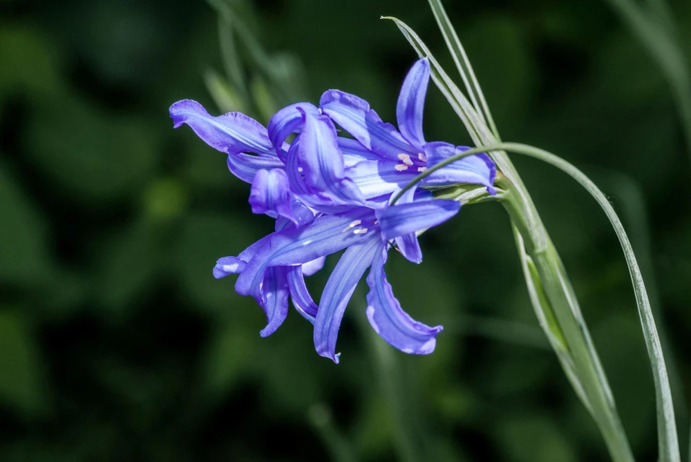 Siberian Blue Lily Seeds - 10 Count, Ixiolirion Tataricum, Pale Blue Flowers - Image 5