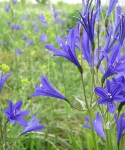 Siberian Blue Lily Seeds - 10 Count, Ixiolirion Tataricum, Pale Blue Flowers - Image 6