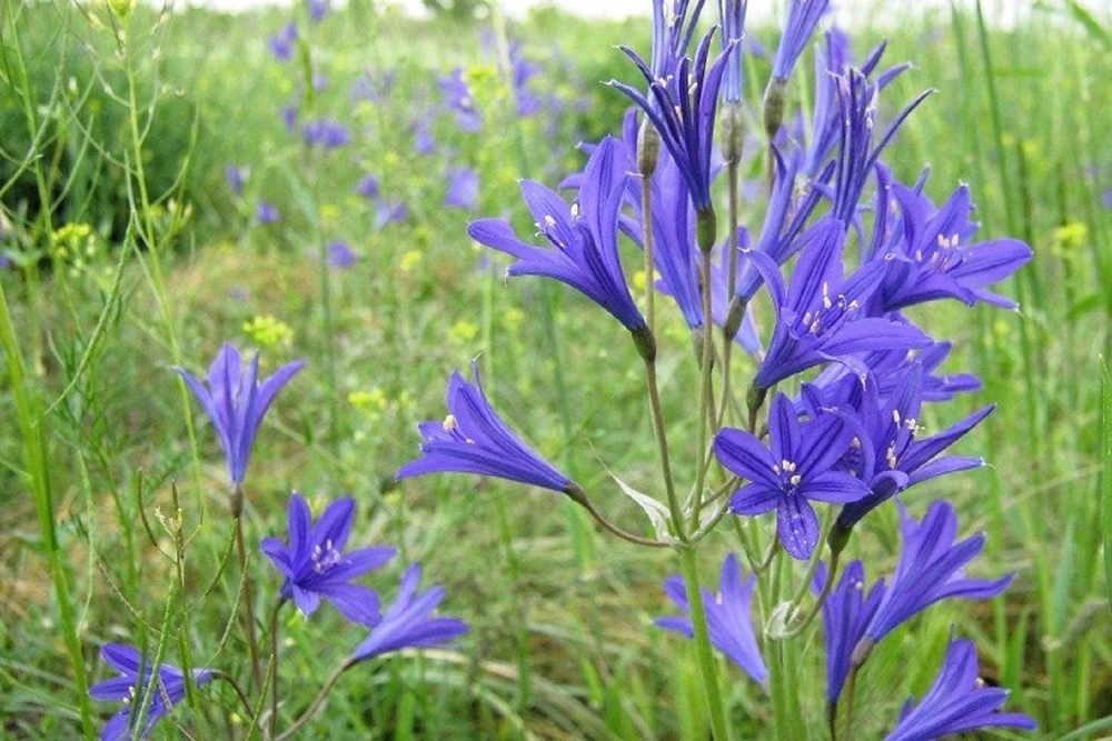 Siberian Blue Lily Seeds - 10 Count, Ixiolirion Tataricum, Pale Blue Flowers - Image 6