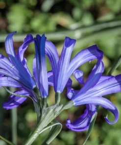 Siberian Blue Lily Seeds - 10 Count, Ixiolirion Tataricum, Pale Blue Flowers - Image 7