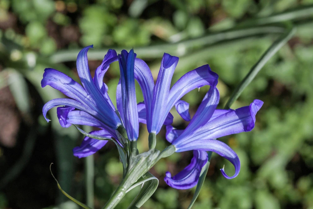 Siberian Blue Lily Seeds - 10 Count, Ixiolirion Tataricum, Pale Blue Flowers - Image 7