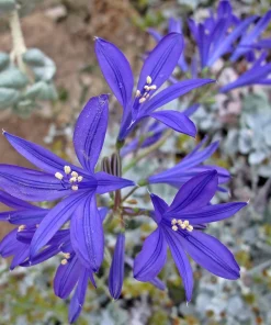 Siberian Blue Lily Seeds - 10 Count, Ixiolirion Tataricum, Pale Blue Flowers - Image 1