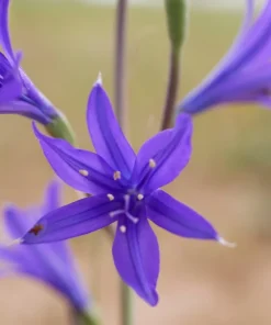 Siberian Blue Lily Seeds - 10 Count, Ixiolirion Tataricum, Pale Blue Flowers - Image 8
