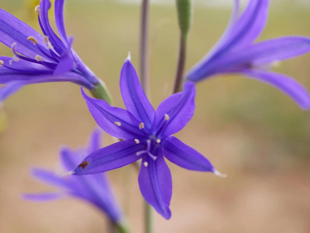 Siberian Blue Lily Seeds - 10 Count, Ixiolirion Tataricum, Pale Blue Flowers - Image 8