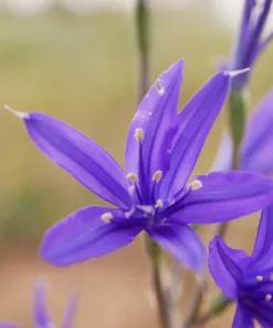 Siberian Blue Lily Seeds - 10 Count, Ixiolirion Tataricum, Pale Blue Flowers - Image 9