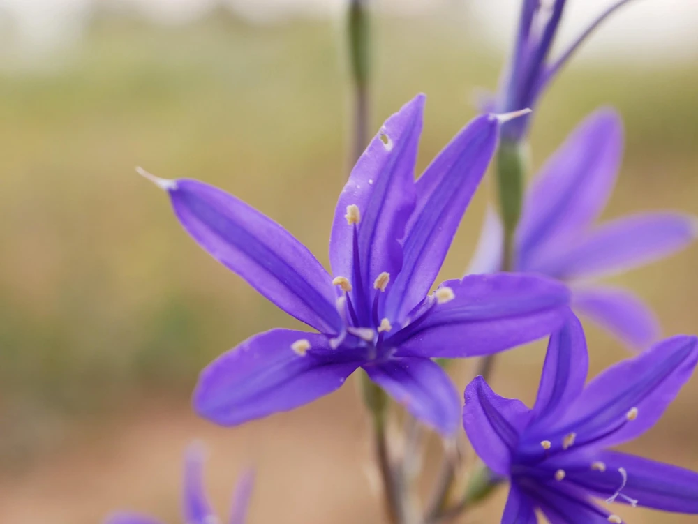 Siberian Blue Lily Seeds - 10 Count, Ixiolirion Tataricum, Pale Blue Flowers - Image 9