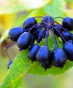 Siberian Ginseng Seeds – Eleuthero Shrub – 20 Seeds – Cold Hardy - Image 10