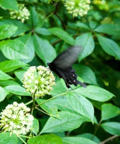 Siberian Ginseng Seeds – Eleuthero Shrub – 20 Seeds – Cold Hardy - Image 11