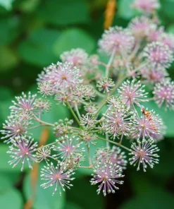 Siberian Ginseng Seeds – Eleuthero Shrub – 20 Seeds – Cold Hardy - Image 12