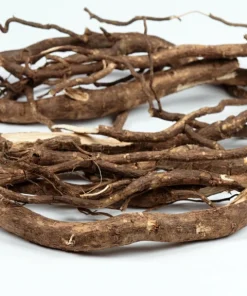 Siberian Ginseng Seeds – Eleuthero Shrub – 20 Seeds – Cold Hardy - Image 2