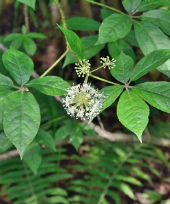 Siberian Ginseng Seeds – Eleuthero Shrub – 20 Seeds – Cold Hardy - Image 3