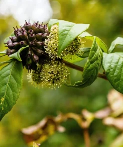 Siberian Ginseng Seeds – Eleuthero Shrub – 20 Seeds – Cold Hardy - Image 5