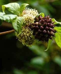 Siberian Ginseng Seeds – Eleuthero Shrub – 20 Seeds – Cold Hardy - Image 6