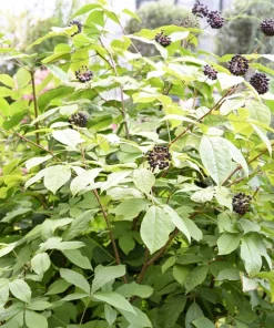 Siberian Ginseng Seeds – Eleuthero Shrub – 20 Seeds – Cold Hardy - Image 7