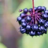 Siberian Ginseng Seeds – Eleuthero Shrub – 20 Seeds – Cold Hardy - Image 1