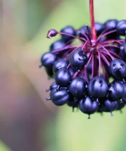 Siberian Ginseng Seeds – Eleuthero Shrub – 20 Seeds – Cold Hardy - Image 1