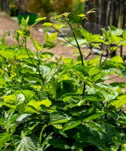 Siberian Ginseng Seeds – Eleuthero Shrub – 20 Seeds – Cold Hardy - Image 8