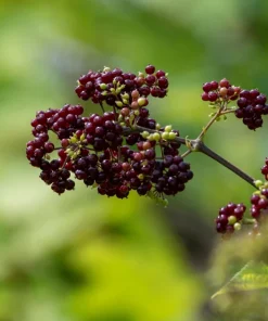 Siberian Ginseng Seeds – Eleuthero Shrub – 20 Seeds – Cold Hardy - Image 9