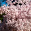Siberian Meadowsweet Seeds - Filipendula Palmata - Pink White Flowers - 100 Seeds - Image 1