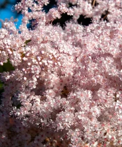 Siberian Meadowsweet Seeds - Filipendula Palmata - Pink White Flowers - 100 Seeds - Image 1