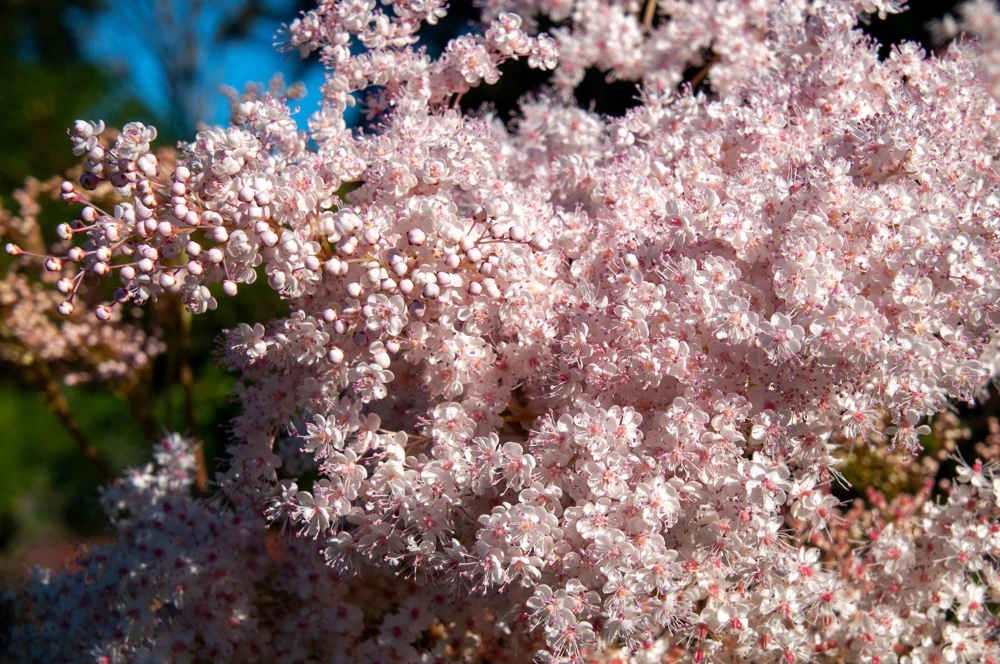 Siberian Meadowsweet Seeds - Filipendula Palmata - Pink White Flowers - 100 Seeds - Image 1
