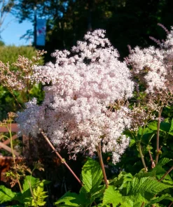Siberian Meadowsweet Seeds - Filipendula Palmata - Pink White Flowers - 100 Seeds - Image 2