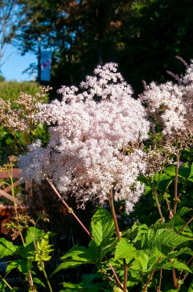 Siberian Meadowsweet Seeds - Filipendula Palmata - Pink White Flowers - 100 Seeds - Image 2