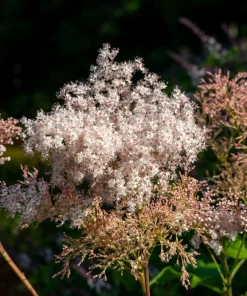 Siberian Meadowsweet Seeds - Filipendula Palmata - Pink White Flowers - 100 Seeds - Image 3