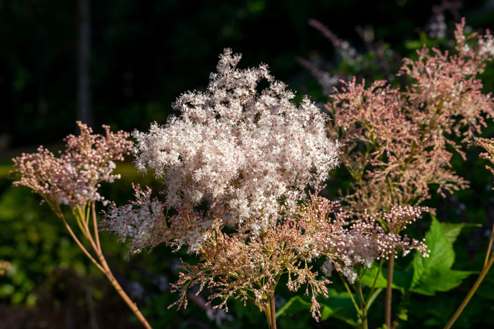 Siberian Meadowsweet Seeds - Filipendula Palmata - Pink White Flowers - 100 Seeds - Image 3