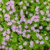 Siberian Spring Beauty Seeds - 20 Count - Pink Striped Candy Flower Herb - Image 1