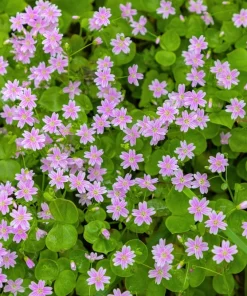 Siberian Spring Beauty Seeds - 20 Count - Pink Striped Candy Flower Herb - Image 1