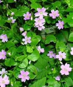 Siberian Spring Beauty Seeds - 20 Count - Pink Striped Candy Flower Herb - Image 2