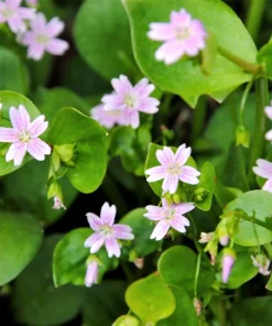 Siberian Spring Beauty Seeds - 20 Count - Pink Striped Candy Flower Herb - Image 3