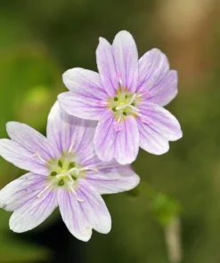 Siberian Spring Beauty Seeds - 20 Count - Pink Striped Candy Flower Herb - Image 4