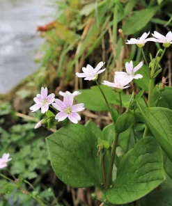Siberian Spring Beauty Seeds - 20 Count - Pink Striped Candy Flower Herb - Image 5