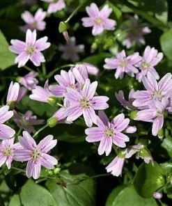 Siberian Spring Beauty Seeds - 20 Count - Pink Striped Candy Flower Herb - Image 6