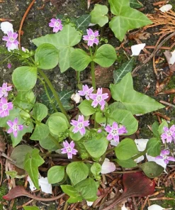 Siberian Spring Beauty Seeds - 20 Count - Pink Striped Candy Flower Herb - Image 7