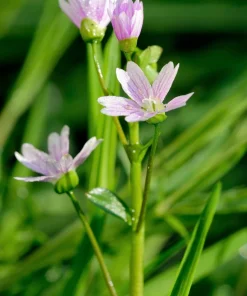 Siberian Spring Beauty Seeds - 20 Count - Pink Striped Candy Flower Herb - Image 8