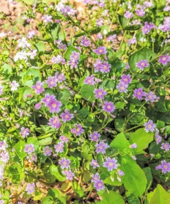 Siberian Spring Beauty Seeds - 20 Count - Pink Striped Candy Flower Herb - Image 9