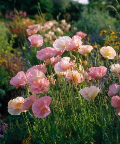 Silky Chiffon Poppy Seeds - Appleblossom - 100 Seeds - Delicate Pink & Apricot Blooms - Image 2