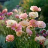 Silky Chiffon Poppy Seeds - Appleblossom - 100 Seeds - Delicate Pink & Apricot Blooms - Image 1