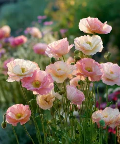 Silky Chiffon Poppy Seeds - Appleblossom - 100 Seeds - Delicate Pink & Apricot Blooms - Image 1